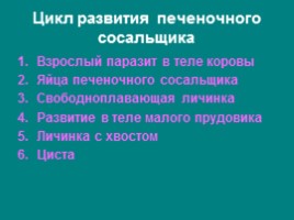 Плоские черви, слайд 18