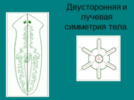 Плоские черви, слайд 7