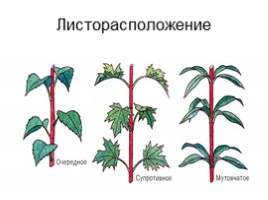 Побег, слайд 27