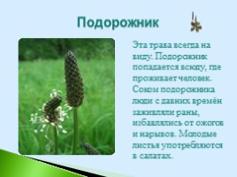 Полезные дикорастущие растения Саратовской области, слайд 13