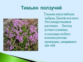 Полезные дикорастущие растения Саратовской области, слайд 17