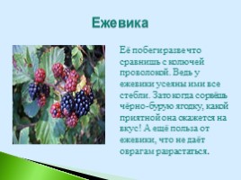Полезные дикорастущие растения Саратовской области, слайд 6