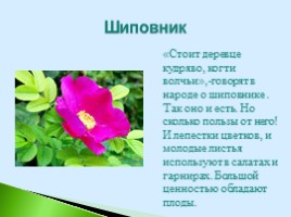 Полезные дикорастущие растения Саратовской области, слайд 8