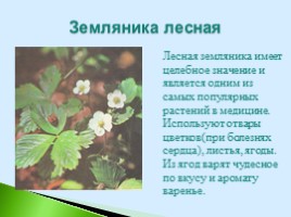 Полезные дикорастущие растения Саратовской области, слайд 9