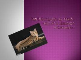 Породы кошек, слайд 1
