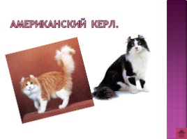 Породы кошек, слайд 7