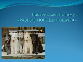 Породы собак, слайд 1