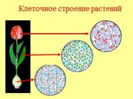 Признаки живых организмов, слайд 5