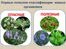 Принципы систематики и классификации растений, слайд 2