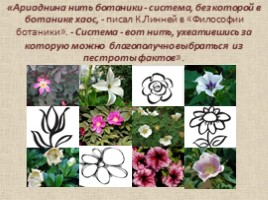 Принципы систематики и классификации растений, слайд 8