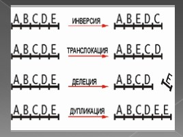 Причины мутаций - Соматические и генеративные мутации, слайд 16