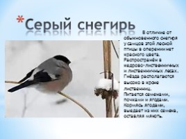 Проект «Зимующие птицы», слайд 10