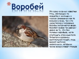 Проект «Зимующие птицы», слайд 5