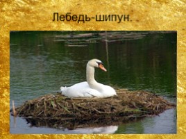 Птицы и их отряды, слайд 8