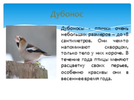 Птицы Русского острова, слайд 11