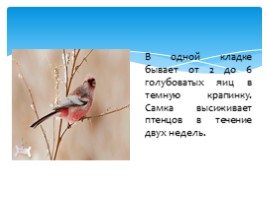 Птицы Русского острова, слайд 7