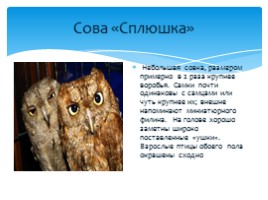 Птицы Русского острова, слайд 9
