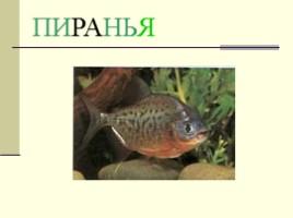 Различные рыбы, слайд 3