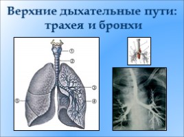 Органы дыхания, их строение - Дыхательные движения, слайд 13