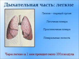 Органы дыхания, их строение - Дыхательные движения, слайд 14