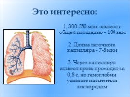 Органы дыхания, их строение - Дыхательные движения, слайд 16