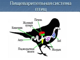 Органы пищеварения животных - Обмен веществ и превращение энергии, слайд 8