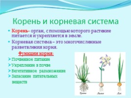 Органы растения, слайд 2