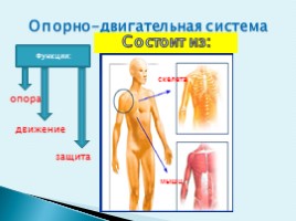 Особенности строения тела человека, слайд 11