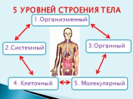Особенности строения тела человека, слайд 14