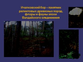 Научная работа «Особо охраняемые природные территории Нижегородской области», слайд 13