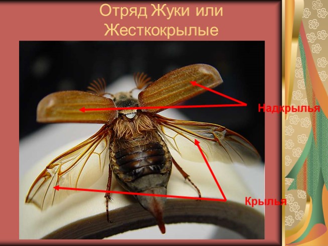 Отряд Жуки или Жесткокрылые