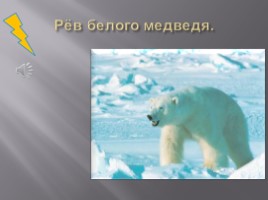 Отряд Хищные - Семейство медвежьи, слайд 16