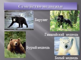Отряд Хищные - Семейство медвежьи, слайд 3