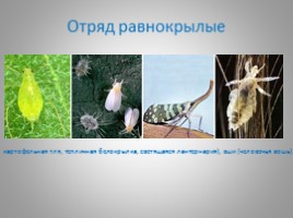 Отряды насекомых с полным и неполным метаморфозом, слайд 12