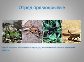 Отряды насекомых с полным и неполным метаморфозом, слайд 13