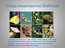 Отряды насекомых с полным и неполным метаморфозом, слайд 8