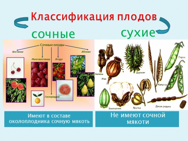 Презентация - Плоды и семена