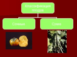 Урок-исследование «Плоды - Значение и разнообразие плодов», слайд 11