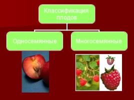 Урок-исследование «Плоды - Значение и разнообразие плодов», слайд 12