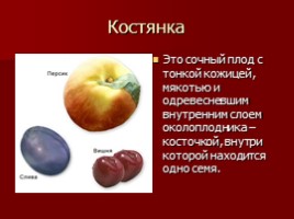 Урок-исследование «Плоды - Значение и разнообразие плодов», слайд 21