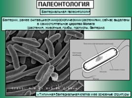 Бактериальная палеонтология, слайд 1