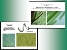 Бактериальная палеонтология, слайд 2
