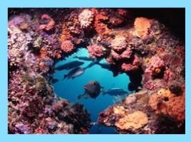 Большой Барьерный риф, слайд 10