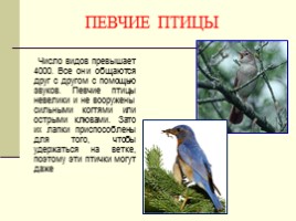 Урок окружающего мира по программе «Гармония» в 1 классе «В семье друзей пернатых», слайд 10