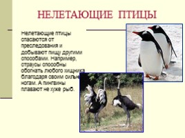 Урок окружающего мира по программе «Гармония» в 1 классе «В семье друзей пернатых», слайд 11