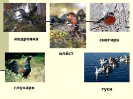 Урок окружающего мира по программе «Гармония» в 1 классе «В семье друзей пернатых», слайд 15