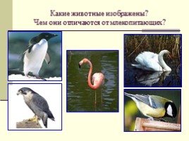 Урок окружающего мира по программе «Гармония» в 1 классе «В семье друзей пернатых», слайд 2