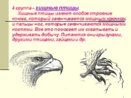 Урок окружающего мира по программе «Гармония» в 1 классе «В семье друзей пернатых», слайд 20