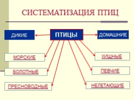 Урок окружающего мира по программе «Гармония» в 1 классе «В семье друзей пернатых», слайд 5