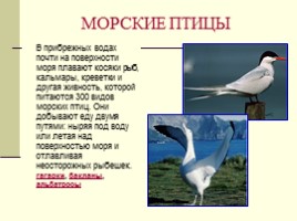 Урок окружающего мира по программе «Гармония» в 1 классе «В семье друзей пернатых», слайд 6